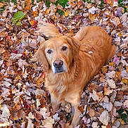 Bella is registered to the contest to win money with this photo: dog, golden_retriever, autumn, leaves, outdoor, fall, nature, pet, animal, grass, brown, orange, cute, laying_down, fur, canine, leaf_pile, looking_up, season, friendly