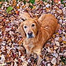 dog, golden_retriever, autumn, leaves, outdoor, fall, nature, pet, animal, grass, brown, orange, cute, laying_down, fur, canine, leaf_pile, looking_up, season, friendly