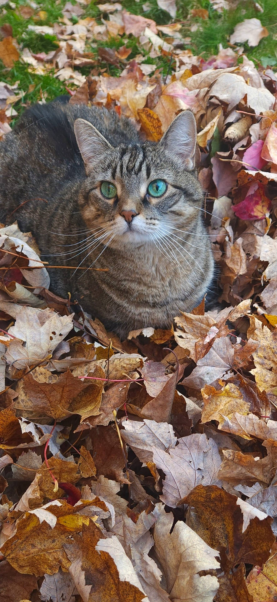 animal, autumn_leaves, brown, cat, close_up, curious, cute, fall, feline, green_eyes, leaf_litter, nature, orange, outdoor, pet, seasonal, sitting, tabby_cat, whiskers, yellow