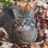 cat, tabby, green_eyes, autumn, fall_leaves, outdoor, nature, animal, pet, leaf_litter, brown, orange, yellow, curious, feline, whiskers, fur, closeup, sitting, seasonal