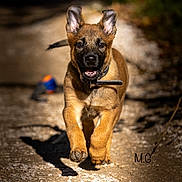 Athéa participe au concours pour gagner de l'argent avec cette photo : puppy, dog, running, outdoor, path, happy, ears_up, collar, sunlight, shadow, closeup, brown_fur, black_muzzle, playful, young_dog, animal, pet, nature, motion, energetic