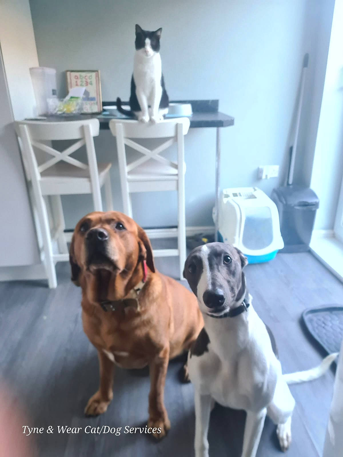 Reggie is registered to the contest to win money with this photo: carnivore, cat, chair, collar, comfort, companion_dog, dog, dog_breed, dog_collar, dog_supply, felidae, flooring, liver, pet_supply, room, shelf, table, whiskers, window, working_animal