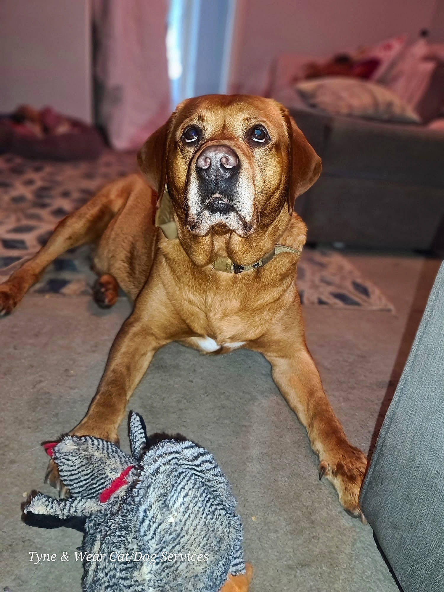Reggie joined the competition — help win amazing prizes! ancient_dog_breeds, biting, canidae, carnivore, companion_dog, dog, dog_breed, fawn, guard_dog, hunting_dog, liver, molosser, paw, snout, sporting_group, tail, terrestrial_animal, wood, working_dog, wrinkle