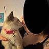 cat, kitten, pet, collar, bell, person, holding, indoor, blurred, closeup, affection, love, cute, animal, feline, black_clothing, tattoo, skin, face_obscured, hand