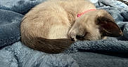 Nila is registered to the contest to win money with this photo: kitten, sleeping, cat, pet, animal, feline, fur, collar, blue_blanket, cozy, cute, resting, domestic_cat, whiskers, soft_texture, indoor, small_pet, nap, curled_up, adorable