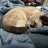 kitten, sleeping, cat, pet, animal, feline, fur, collar, blue_blanket, cozy, cute, resting, domestic_cat, whiskers, soft_texture, indoor, small_pet, nap, curled_up, adorable