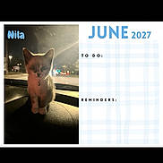 Nila joined the competition — help win amazing prizes! 2027, animal, calendar, car, cat, collar, cute, dark, dashboard, indoor, june, kitten, night, pet, reflection, reminders, small, streetlights, to_do, window