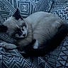 Nila is registered to the contest to win money with this photo: animal, blanket, blue_tone, cat, comfort, cozy, cute, fur, indoor, patterned, paw, peaceful, pet, quiet, relaxation, resting, sleeping, soft, tail, whiskers