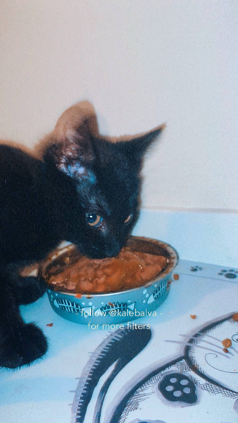 Bear is registered to the contest to win money with this photo: animal_feed, black_cat, bombay, carnivore, cat, cat_food, cat_supply, domestic_short_haired_cat, felidae, food, fur, ingredient, pet_food, pet_supply, plate, recipe, small_to_medium_sized_cats, tableware, tail, whiskers