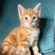 Bentley joined the competition — help win amazing prizes! kitten, orange_tabby, cat, pet, animal, feline, cute, fluffy, sitting, alert, indoor, blanket, cushion, soft, young, whiskers, ears, pink_nose, fur, domestic_cat