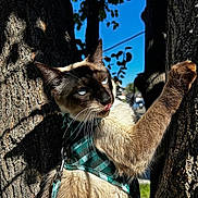 Koko joined the competition — help win amazing prizes! animal, blue_eyes, blue_sky, cat, close_up, forest, fur, harness, nature, outdoor, pet, portrait, raised_paw, shadows, siamese_cat, sitting, sunlight, tree, tree_trunk, whiskers