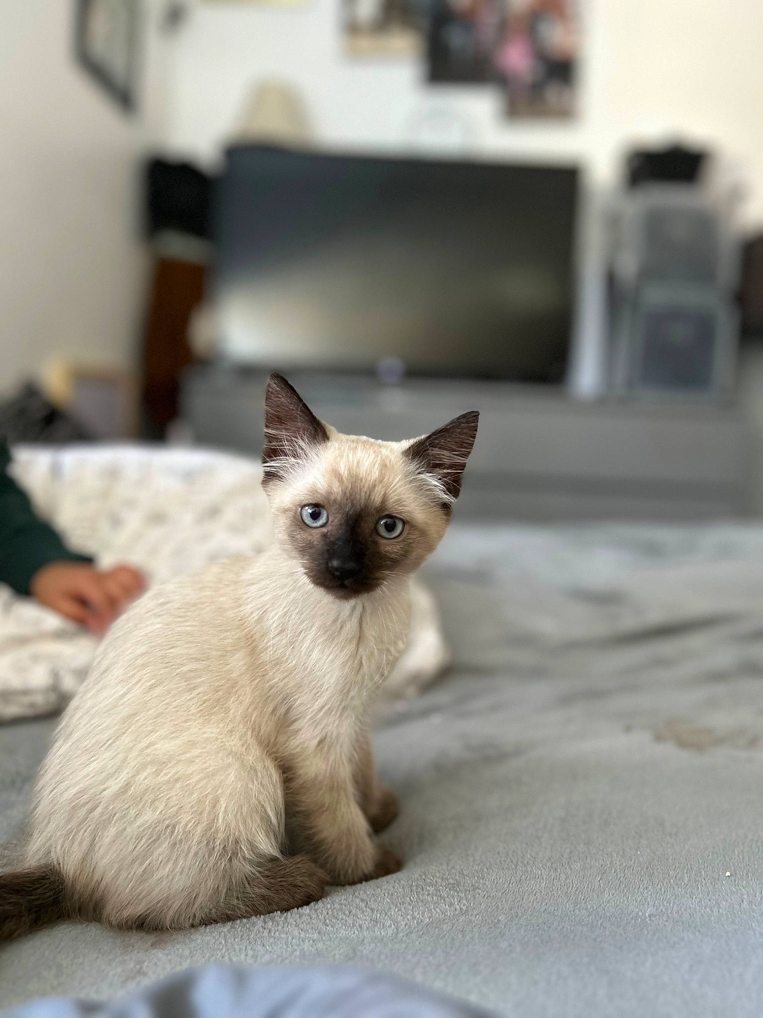 Koko joined the competition — help win amazing prizes! carnivore, cat, fawn, felidae, fur, siamese, small_to_medium_sized_cats, snout, tail, terrestrial_animal, whiskers, wildlife