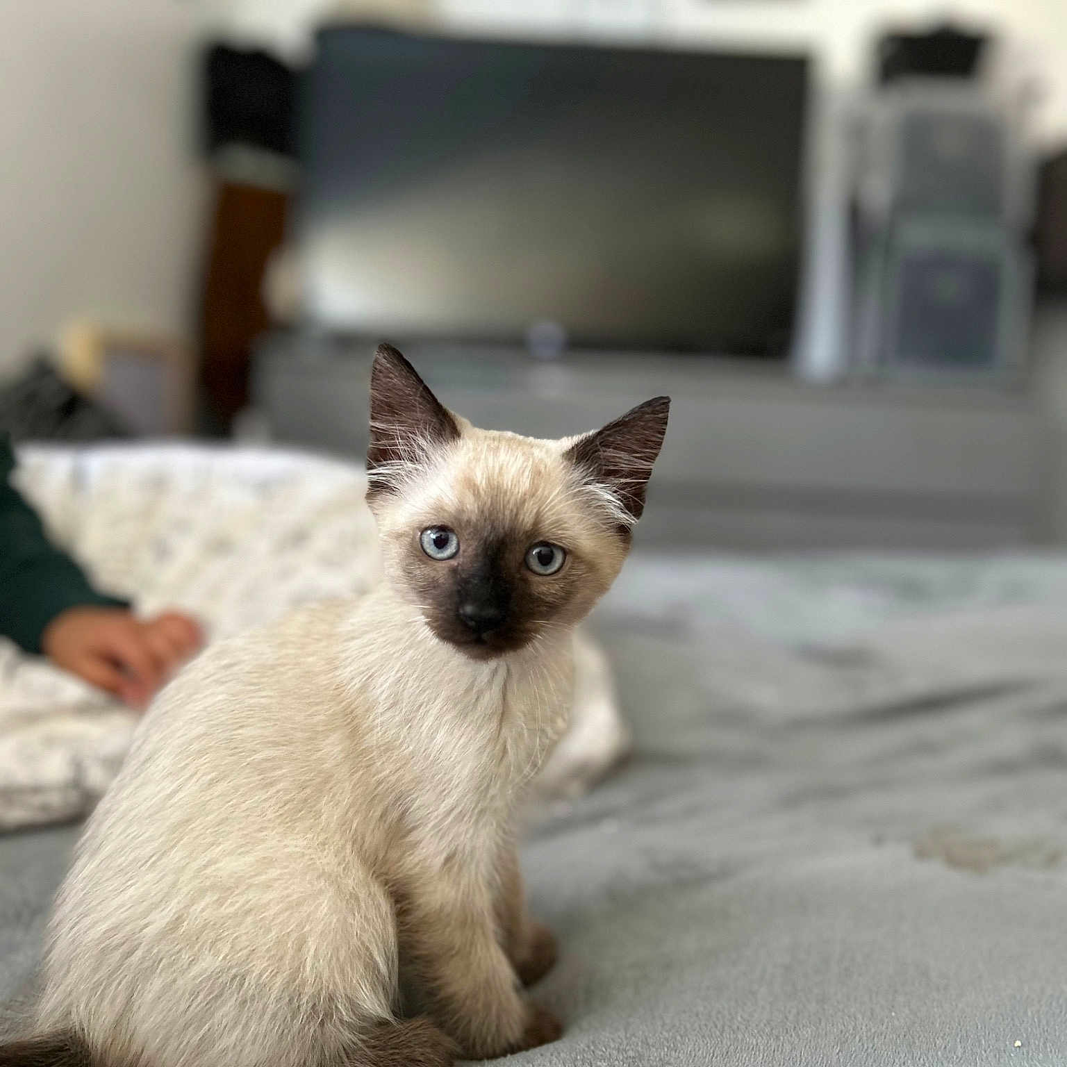 Koko