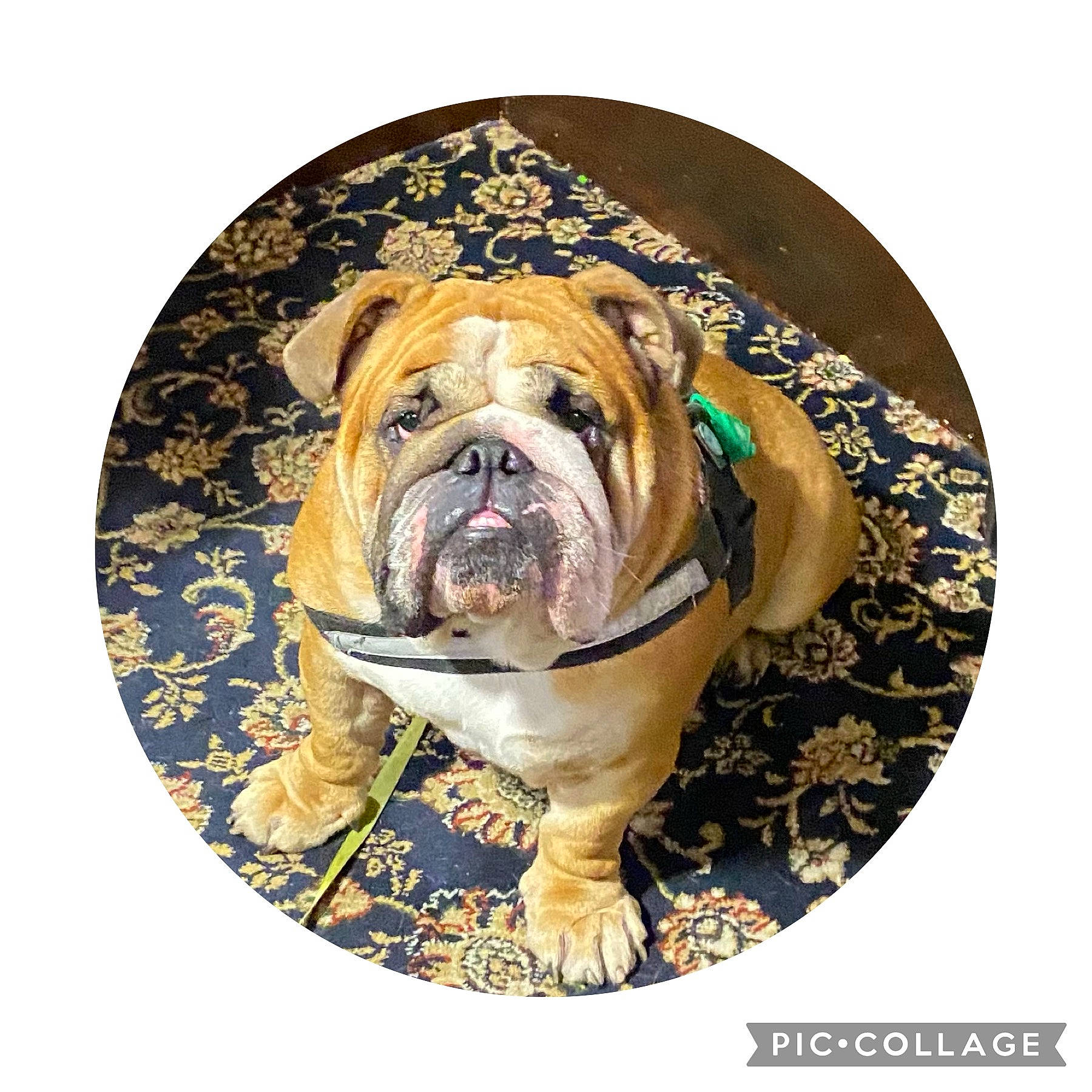 Arlo is registered to the contest to win money with this photo: art, bulldog, canidae, carnivore, circle, companion_dog, dog, dog_breed, drawing, fawn, font, grass, illustration, painting, snout, sporting_group, symmetry, terrestrial_animal, wood, wrinkle