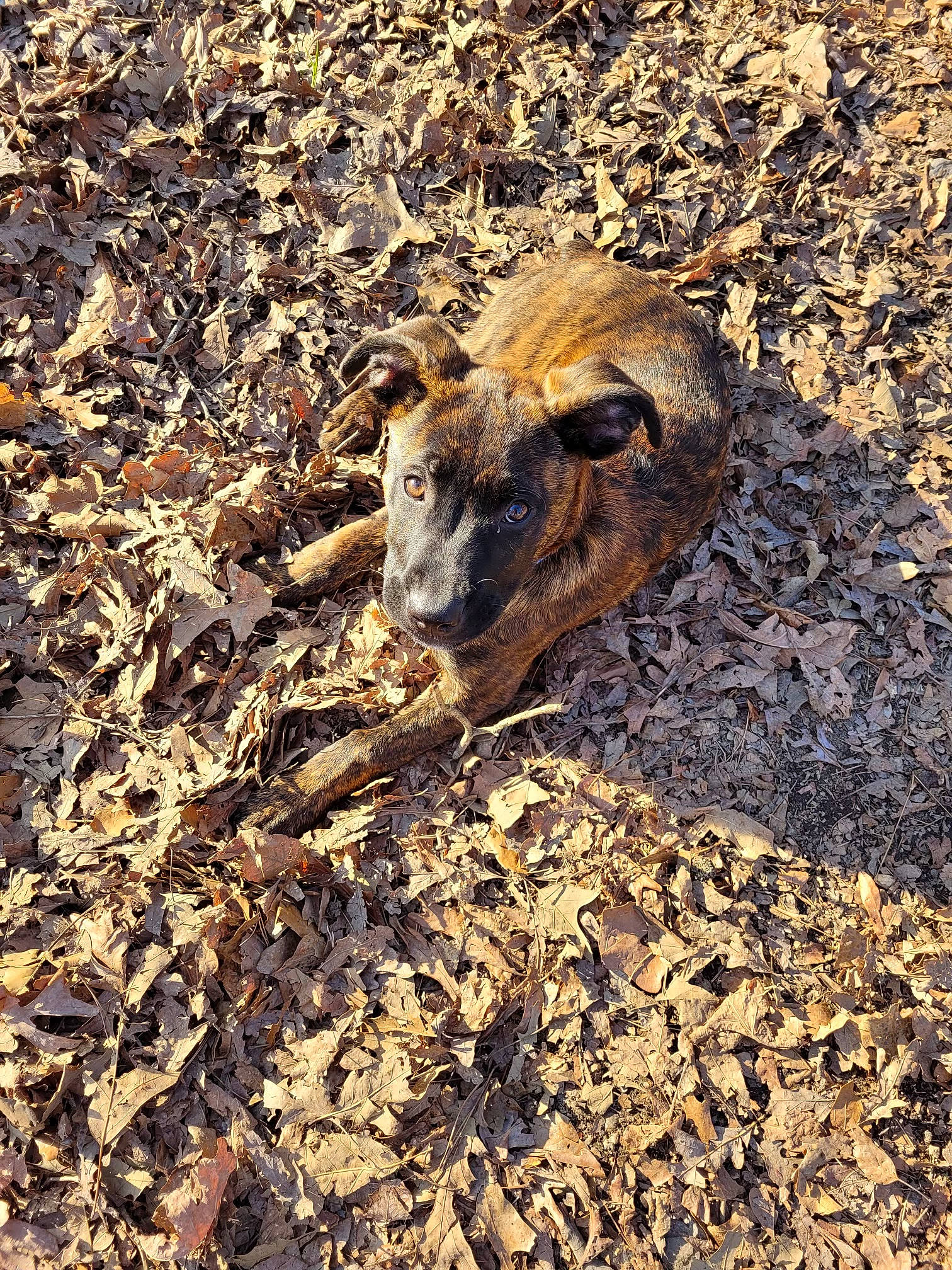 Koopa joined the competition — help win amazing prizes! antelope_squirrels, boar, canidae, fur, grass, landscape, livestock, organ_mountains_chipmunk, rock, shadow, soil, squirrel, tail, terrestrial_animal, trunk, wildlife, wood