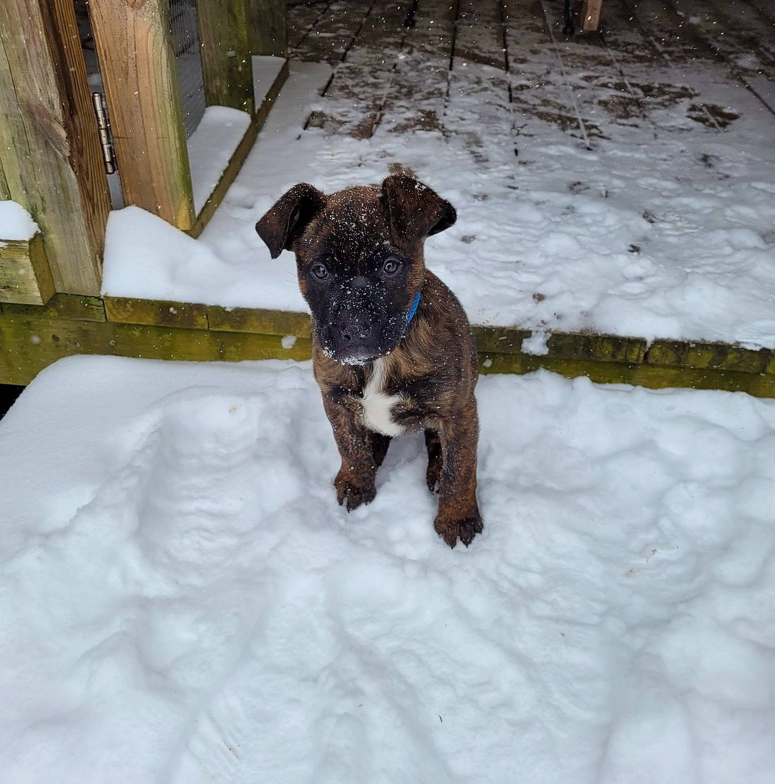 Koopa joined the competition — help win amazing prizes! brown, canidae, carnivore, companion_dog, dog, dog_breed, fawn, freezing, fur, pet_supply, precipitation, snout, snow, sporting_group, tail, terrestrial_animal, toy, winter, wood, working_animal