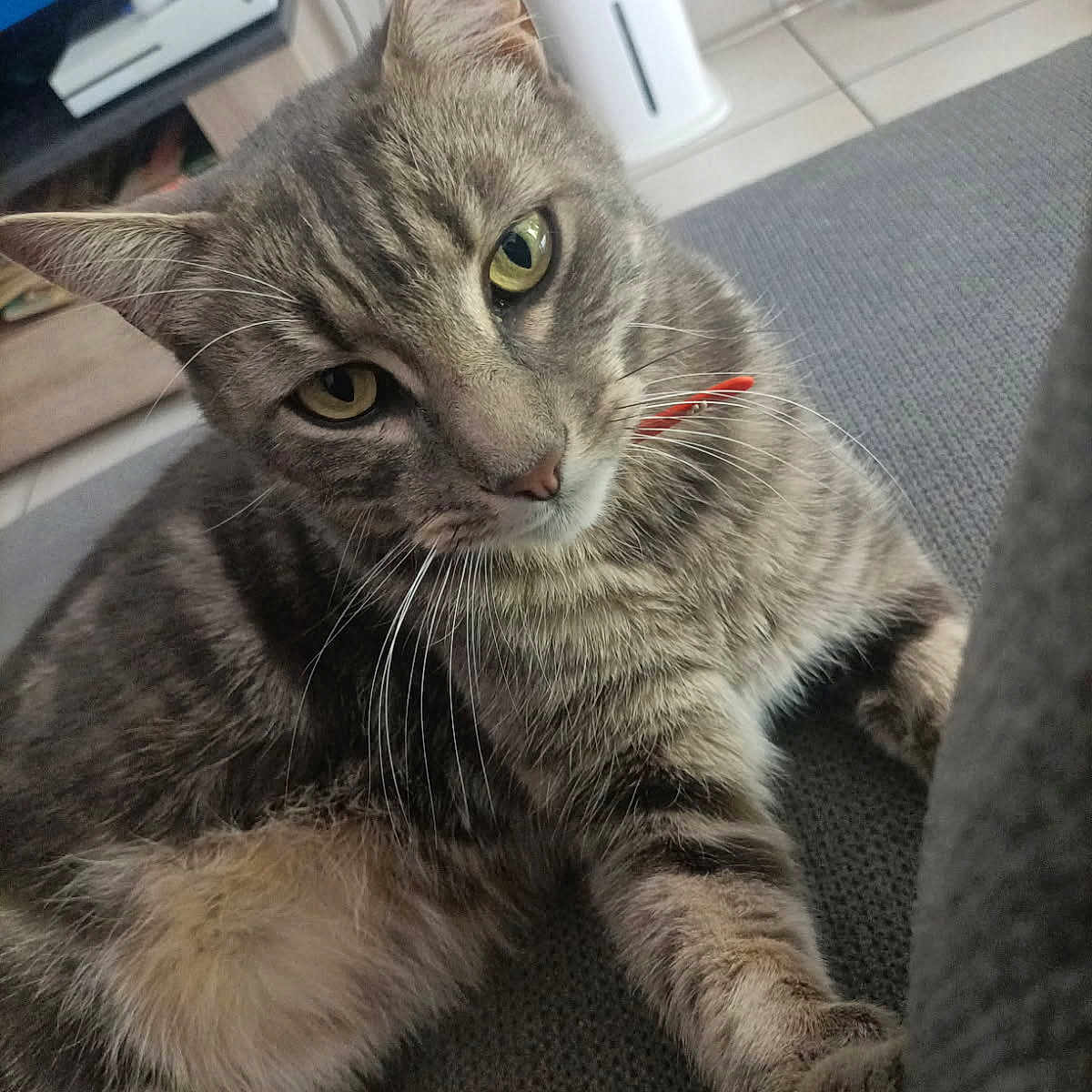 Mouk a rejoint le concours — aidez-le/la à gagner de superbes lots ! cat, close_up, collar, couch, curious, domestic, feline, floor_tiles, fur, green_eyes, heater, indoor, jar, pet, relaxed, resting, sticks, tabby, television, whiskers