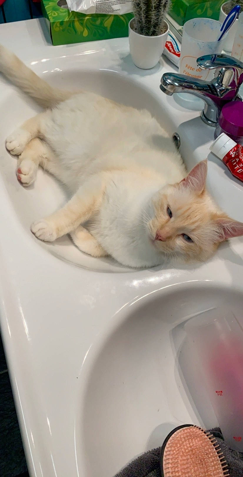 Flocon participe au concours pour gagner de l'argent avec cette photo : aegean_cat, bathtub, burmilla, carnivore, cat, colorpoint_shorthair, domestic_short_haired_cat, fawn, felidae, khao_manee, kitten, plumbing_fixture, sink, small_to_medium_sized_cats, tail, turkish_angora, turkish_van, whiskers