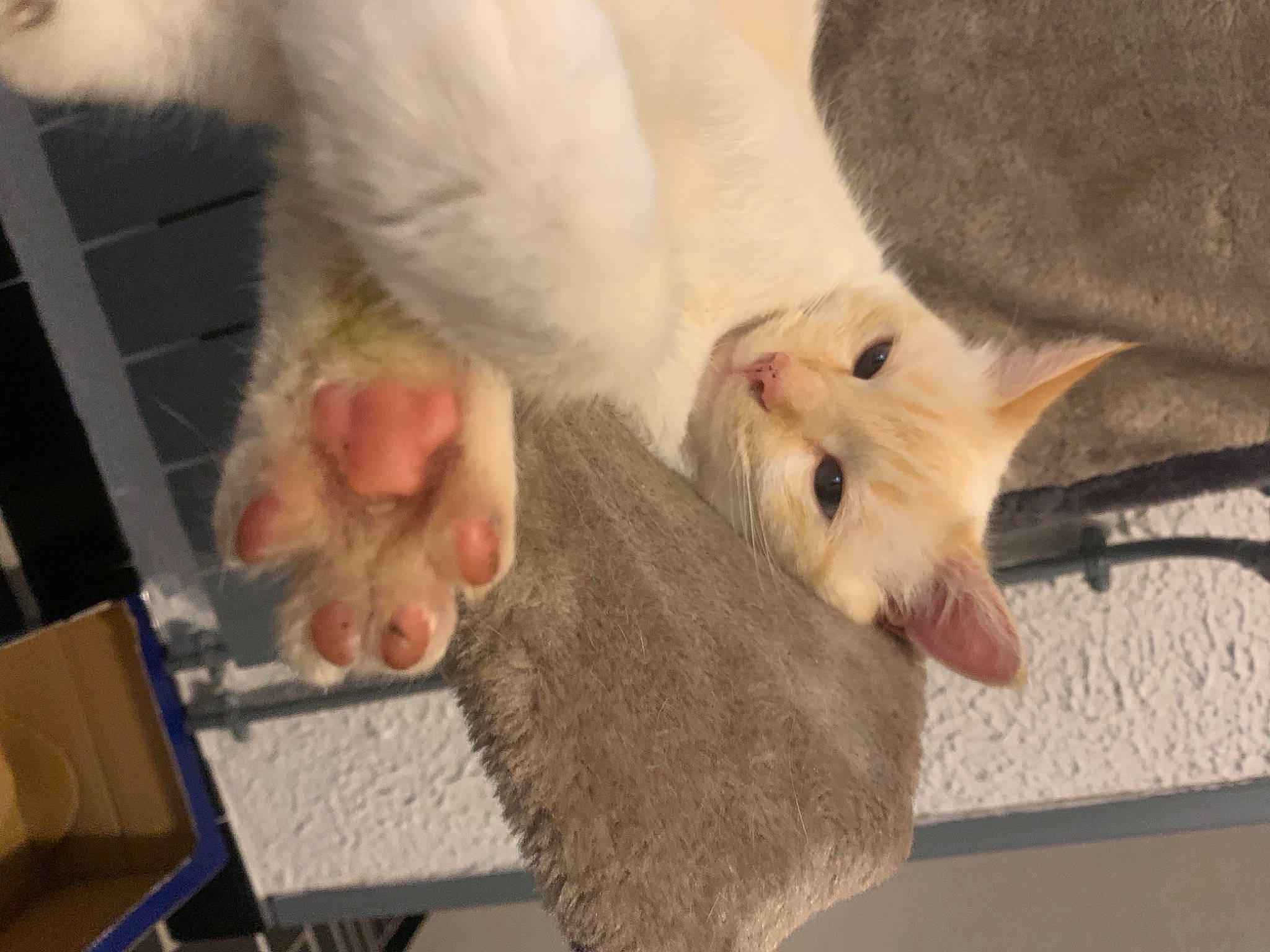 Flocon participe au concours pour gagner de l'argent avec cette photo : burmilla, carnivore, cat, claw, colorpoint_shorthair, cornish_rex, fawn, felidae, fur, khao_manee, kitten, paw, polydactyl_cat, ragdoll, singapura, small_to_medium_sized_cats, tail, turkish_angora, turkish_van, whiskers