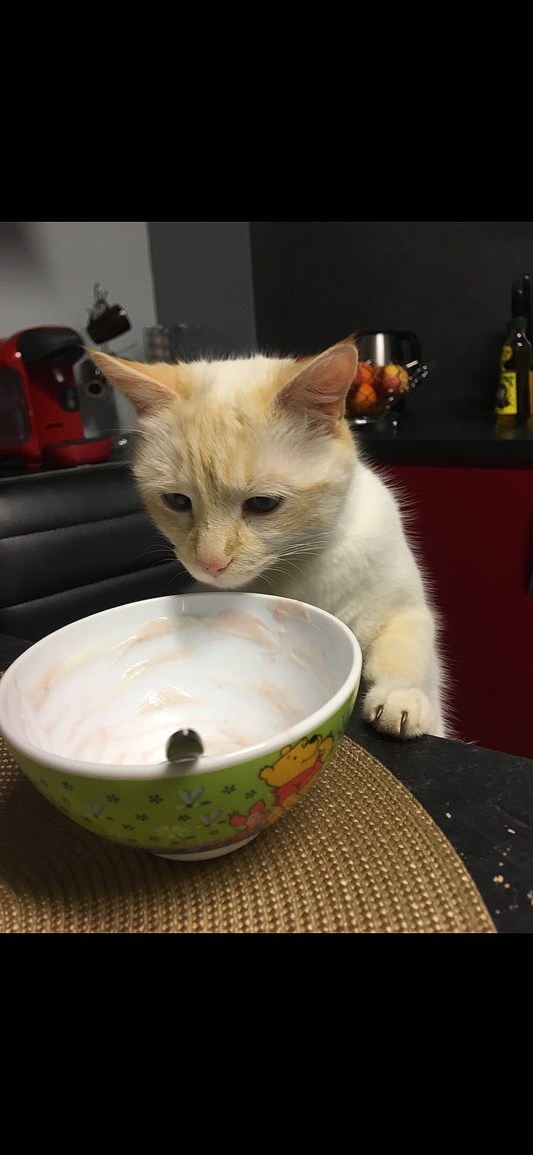 Flocon participe au concours pour gagner de l'argent avec cette photo : asian, bowl, burmilla, carnivore, cat, felidae, kitten, small_to_medium_sized_cats, turkish_angora, turkish_van, whiskers