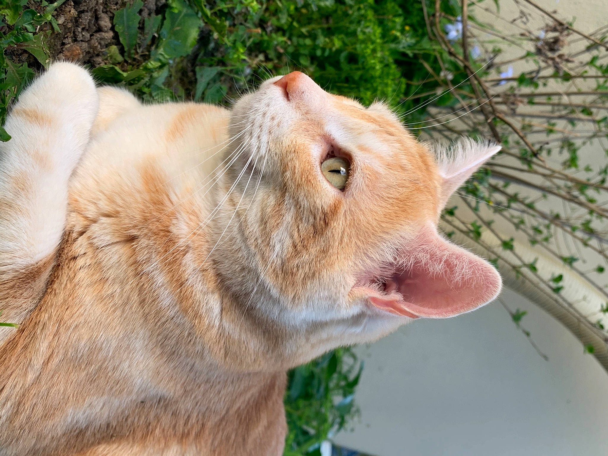 Maxou participe au concours pour gagner de l'argent avec cette photo : carnivore, cat, collar, domestic_short_haired_cat, fawn, felidae, fur, organism, small_to_medium_sized_cats, snout, terrestrial_animal, whiskers