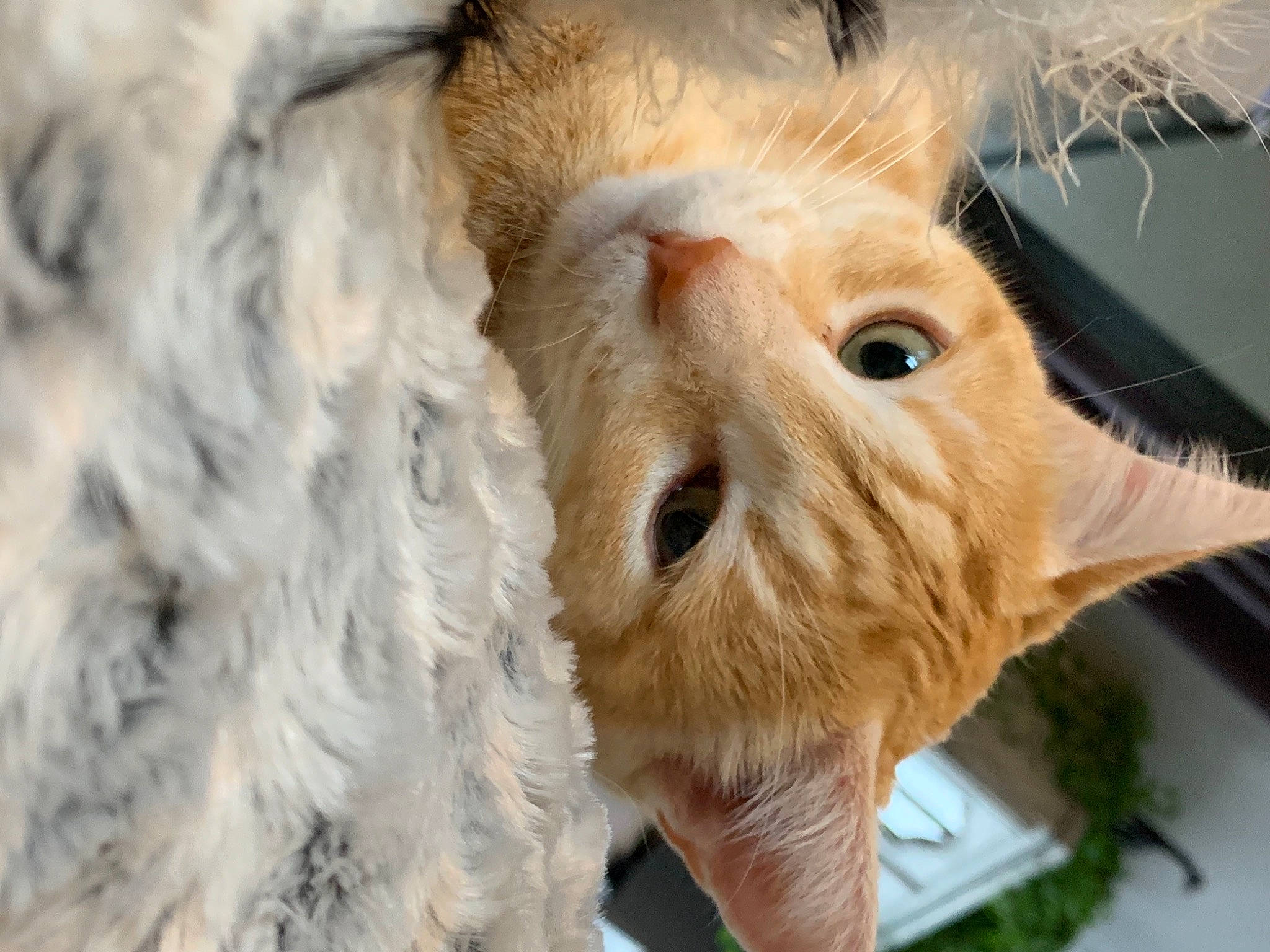 Maxou participe au concours pour gagner de l'argent avec cette photo : blond, carnivore, cat, close_up, fawn, felidae, fur, natural_material, organism, peach, photography, small_to_medium_sized_cats, snout, vertebrate, whiskers
