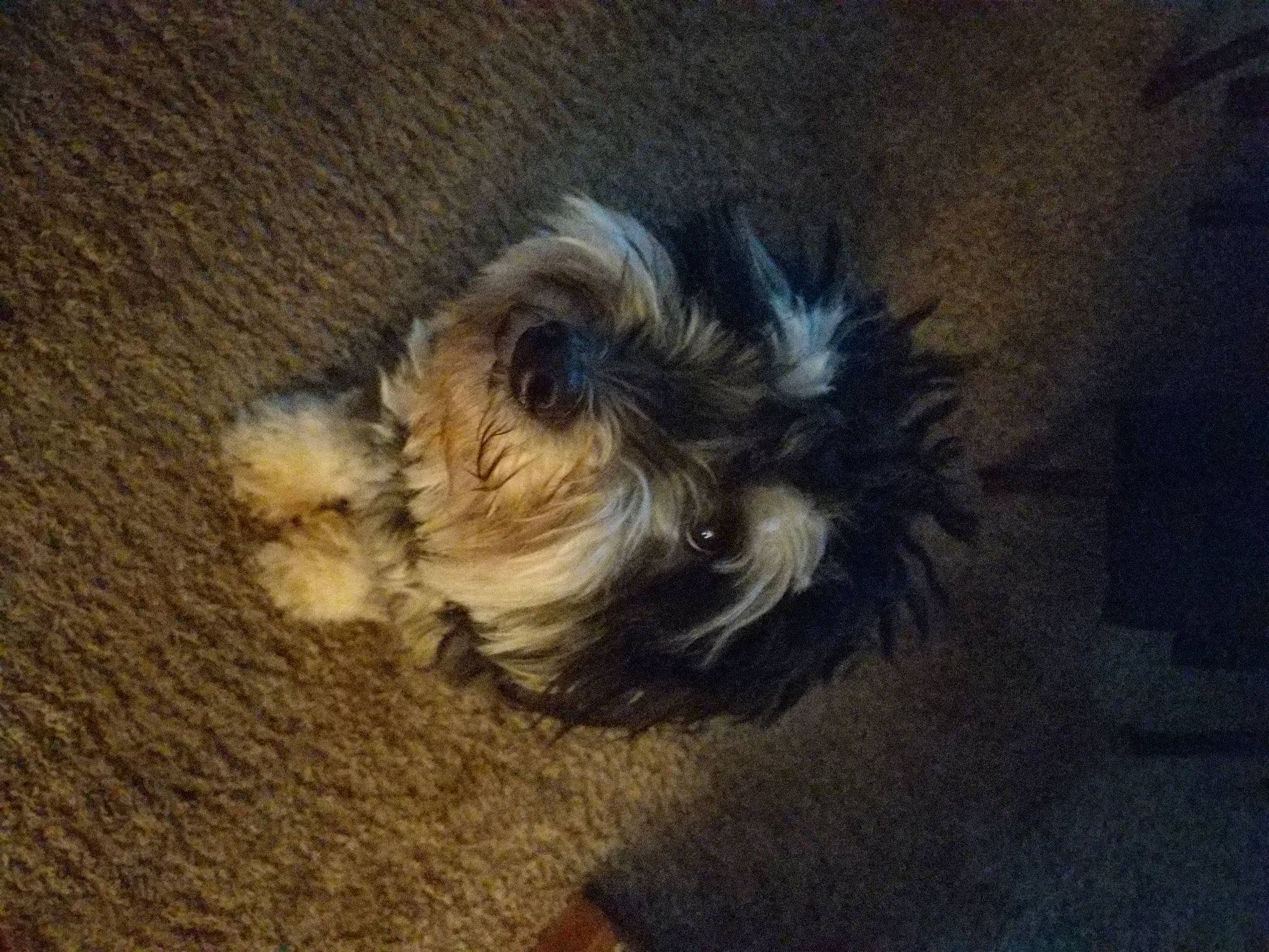 Kramer joined the competition — help win amazing prizes! asphalt, biewer_terrier, canidae, carnivore, companion_dog, dog, dog_breed, fawn, fur, liver, maltepoo, non_sporting_group, puppy, small_terrier, sporting_group, tail, terrier, toy_dog, working_animal, yorkipoo