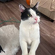 Panda is registered to the contest to win money with this photo: animal, black_and_white_cat, cat, close_up, couch, cozy, curious, domestic_animal, flooring, fur, furniture, indoor, living_room, paws, person_leg, pet, pumpkin, rug, whiskers, wooden_floor