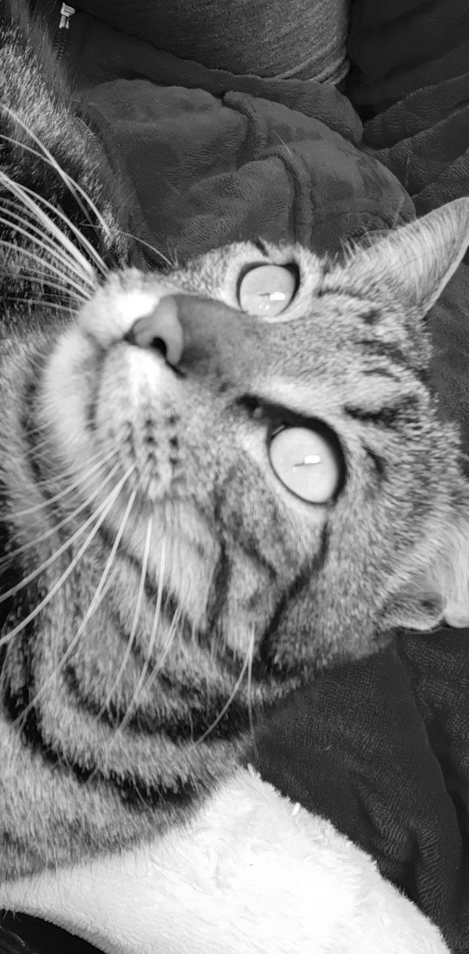 Ali participe au concours pour gagner de l'argent avec cette photo : black_and_white, carnivore, cat, ear, eye, face, felidae, grey, hair, head, human_body, iris, jaw, mammal, nose, organ, organism, small_to_medium_sized_cats, vertebrate, whiskers