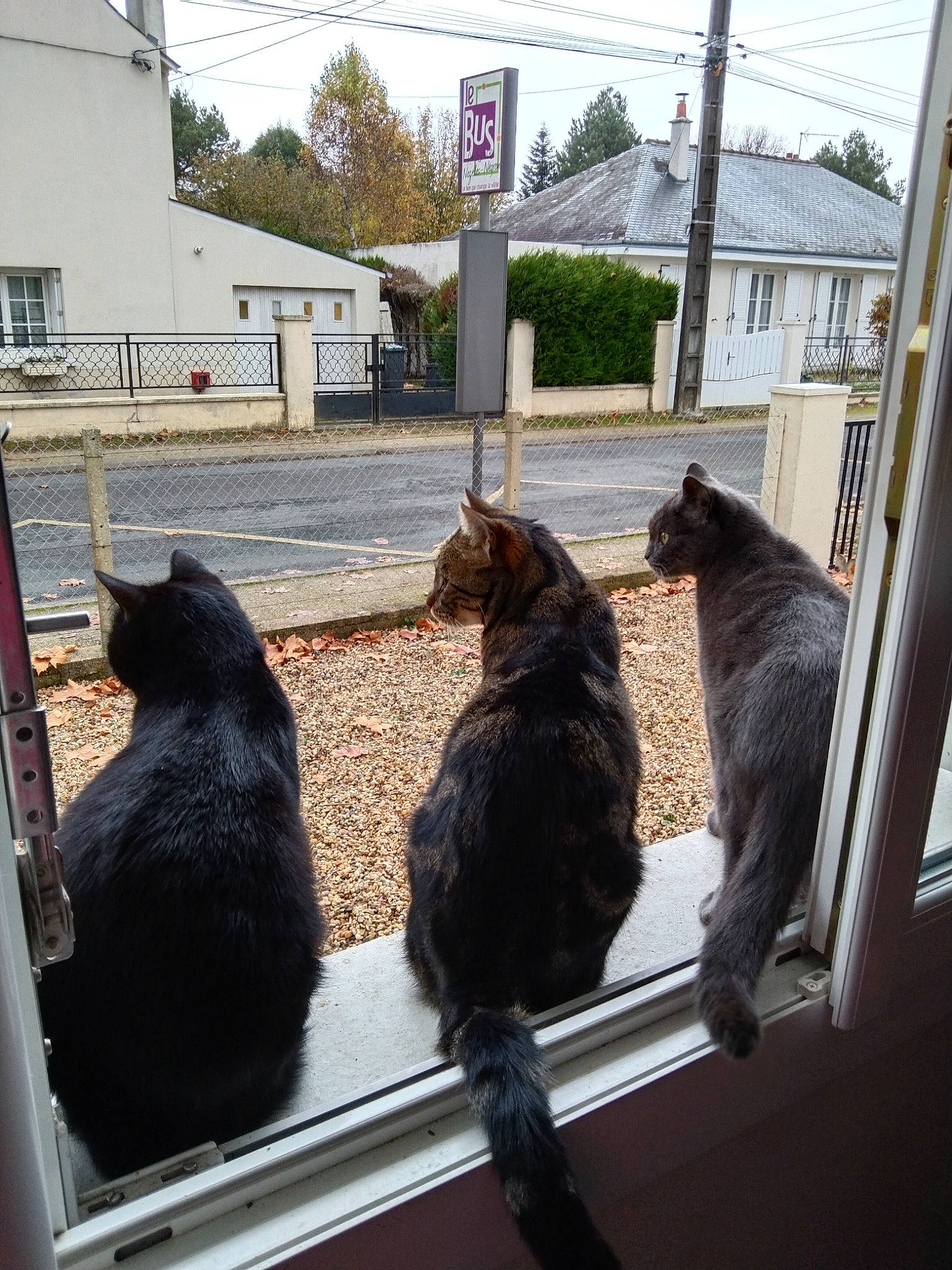 Ali a rejoint le concours — aidez-le/la à gagner de superbes lots ! canidae, carnivore, cat, chicken, dog_breed, felidae, fur, galliformes, livestock, plant, sky, small_to_medium_sized_cats, snout, sporting_group, tail, terrestrial_animal, tints_and_shades, tree, window, wood