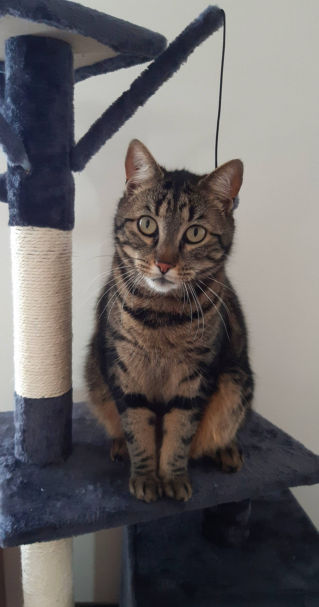 Ali participe au concours pour gagner de l'argent avec cette photo : art, carnivore, cat, claw, domestic_short_haired_cat, felidae, fur, grey, iris, paw, sitting, small_to_medium_sized_cats, snout, tail, terrestrial_animal, trunk, whiskers, wildlife, window, wood