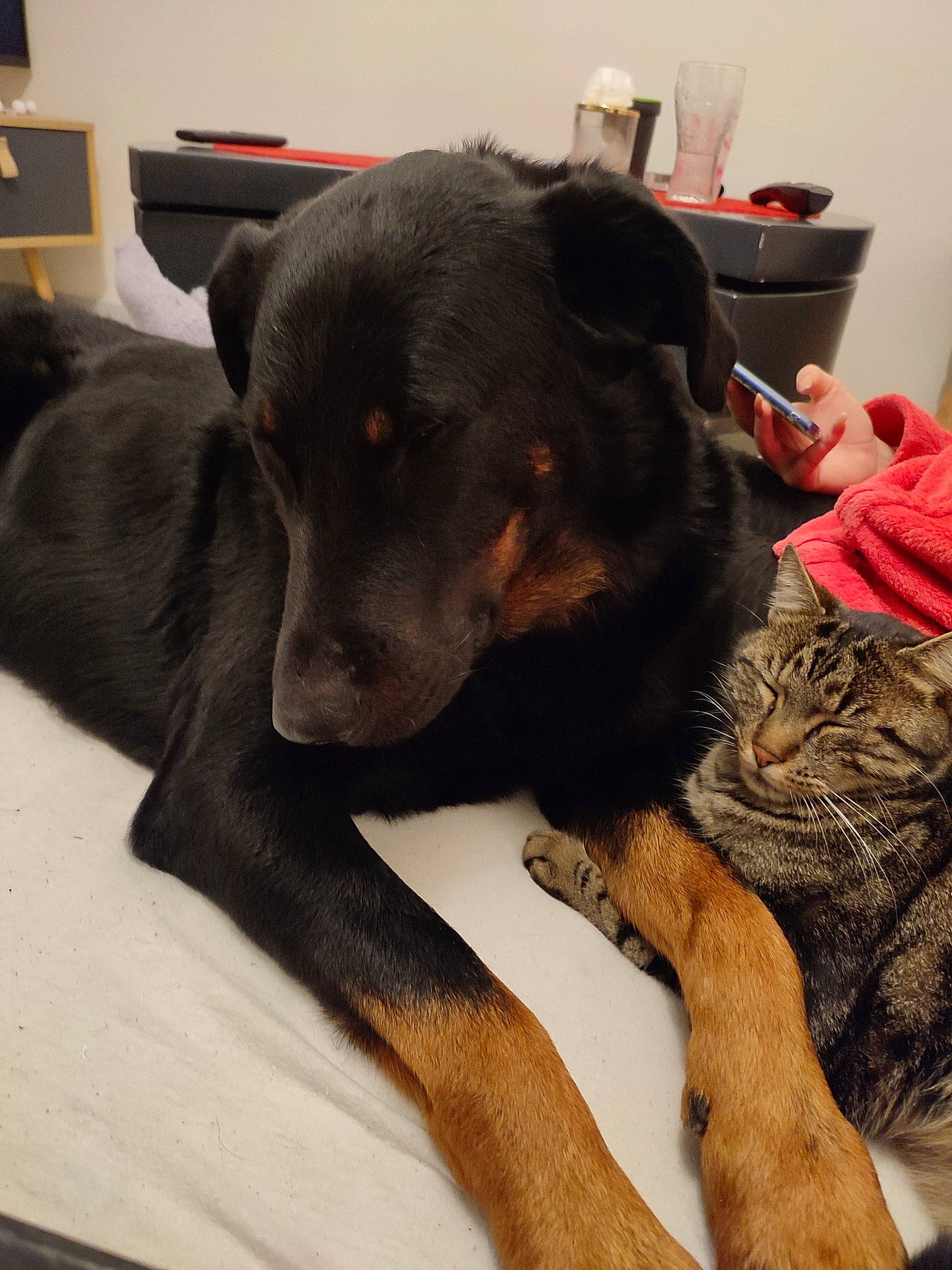 Napoléon participe au concours pour gagner de l'argent avec cette photo : borador, canidae, carnivore, cat, comfort, companion_dog, dog, dog_breed, ear, fawn, fur, gesture, guard_dog, nap, paw, snout, sporting_group, toy_dog, whiskers, working_animal