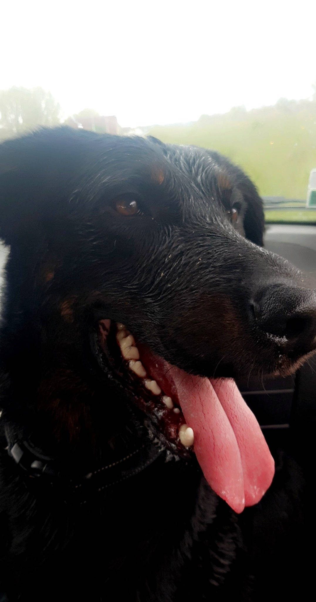 Napoléon participe au concours pour gagner de l'argent avec cette photo : borador, canidae, carnivore, companion_dog, dog, dog_breed, dog_collar, event, fang, gun_dog, jaw, liver, mammal, retriever, snout, sporting_group, terrestrial_animal, vertebrate, whiskers, working_animal