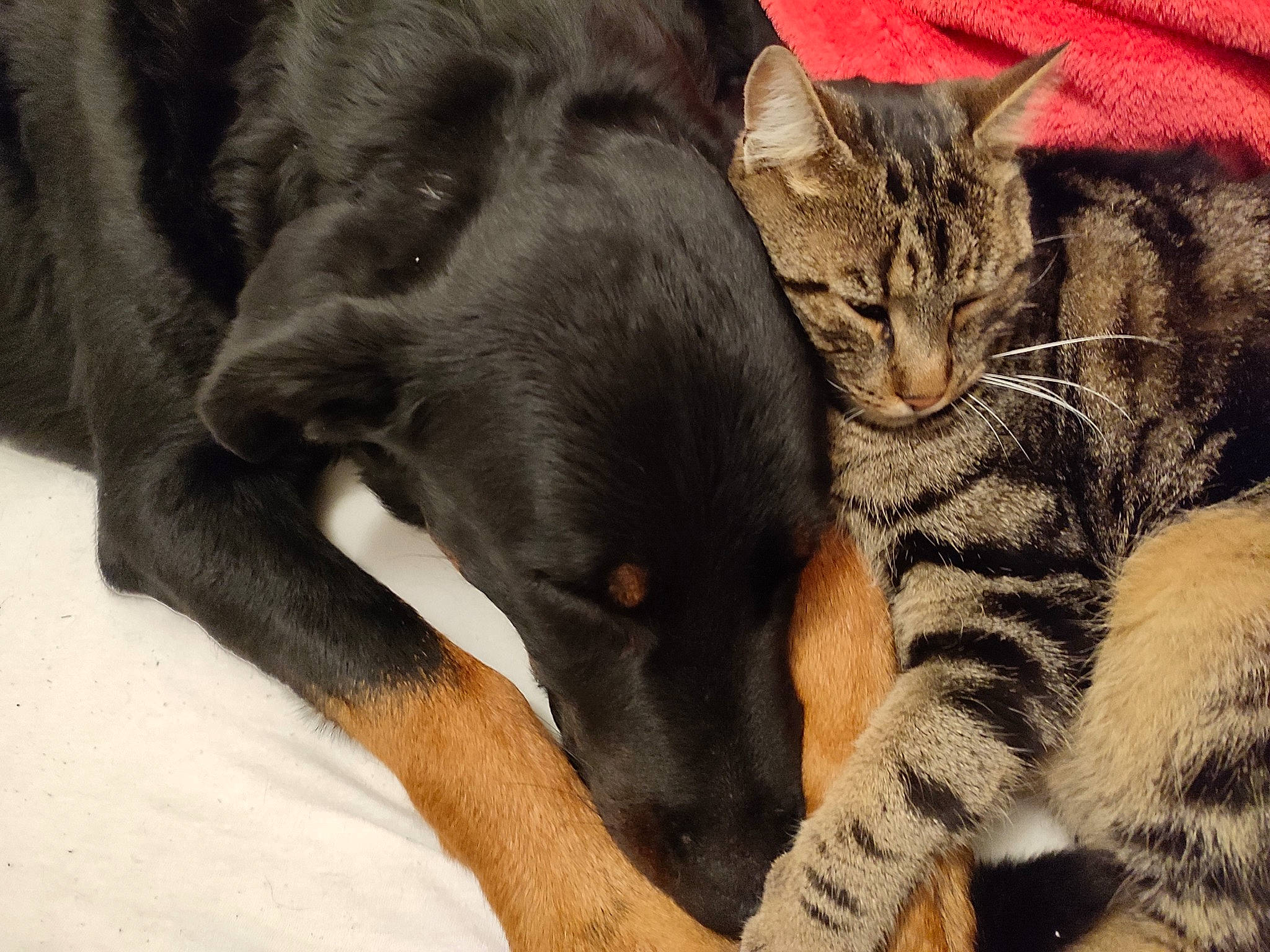 Napoléon a rejoint le concours — aidez-le/la à gagner de superbes lots ! carnivore, cat, claw, comfort, companion_dog, dog, dog_breed, domestic_short_haired_cat, felidae, fur, guard_dog, nap, paw, sleep, small_to_medium_sized_cats, snout, terrestrial_animal, whiskers, wildlife, working_animal