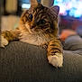 Misa is registered to the contest to win money with this photo: cat, tabby, feline, pet, indoor, couch, gray, fur, whiskers, closeup, cute, curious, relaxing, animal, mammal, eyes, paws, soft, blurred_background, domestic