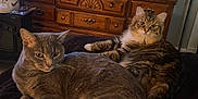 Misa joined the competition — help win amazing prizes! cat, cats, gray_cat, tabby_cat, feline, pet, indoor, fur, relaxed, resting, animal, domestic, cozy, blanket, furniture, wooden_drawer, eyes, whiskers, ears, home