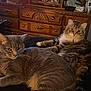 cat, cats, gray_cat, tabby_cat, feline, pet, indoor, fur, relaxed, resting, animal, domestic, cozy, blanket, furniture, wooden_drawer, eyes, whiskers, ears, home