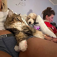 Misa joined the competition — help win amazing prizes! cat, dog, person, tattoo, phone, pillow, bottle, couch, clothing, shorts, tattooed_arm, fur, indoor, relaxing, pet, sleeping_dog, fluffy_cat, casual, powerade, home