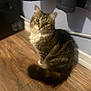 Misa is registered to the contest to win money with this photo: cat, tabby_cat, indoor, wooden_floor, curious, fluffy, pet, feline, animal, sitting, looking_up, brown_fur, white_chest, tail, ears, whiskers, domestic, cozy, curtain, wall