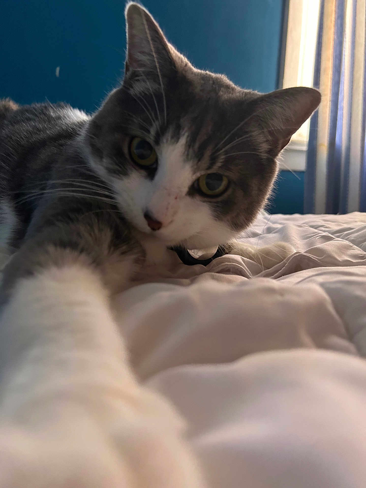 Simba joined the competition — help win amazing prizes! cat, gray_and_white, bed, blanket, curious, indoor, pet, feline, whiskers, close_up, paw, soft_light, window, curtains, bedroom, animal, fur, eyes, relaxed, cozy