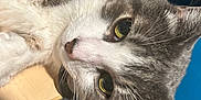 Simba is registered to the contest to win money with this photo: cat, gray_cat, white_cat, close_up, pet, animal, whiskers, yellow_eyes, curious, resting, wooden_surface, indoor, feline, portrait, face, ears, looking, fur, domestic_cat, cute