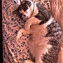 cat, gray_and_white, fluffy, lying_down, bedspread, floral_pattern, relaxed, pet, indoor, fur, whiskers, paws, cute, animal, sleepy, domestic, cozy, resting, mammal, feline