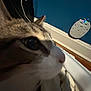 Ranger is registered to the contest to win money with this photo: cat, close_up, indoor, animal, pet, face, whiskers, fur, brown, white, blue_wall, electrical_outlet, shadow, low_light, nose, ear, curious, blanket, floor, side_view