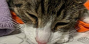 Ranger joined the competition — help win amazing prizes! cat, tabby, close_up, sleeping, whiskers, nose, fur, bed, blanket, fabric, pattern, seashell, starfish, resting, pet, animal, indoor, cozy, soft_light, relaxed
