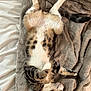 Ranger is registered to the contest to win money with this photo: cat, tabby_cat, sleeping, relaxed, plush_blanket, gray_blanket, bed, white_bed_sheet, fur, paw, tail, striped, indoor, pet, cozy, resting, cute, animal, whiskers, domestic_cat