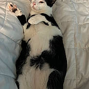Mo joined the competition — help win amazing prizes! cat, black_and_white, pet, animal, feline, lying_down, relaxed, paw, bed, blanket, indoor, cute, whiskers, fur, sleepy, cozy, resting, domestic_animal, quiet, comfort