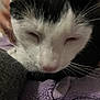 Mo is registered to the contest to win money with this photo: cat, close_up, black_and_white, sleepy, whiskers, nose, fur, blanket, purple, soft_texture, cozy, pet, animal, indoor, resting, face, cute, feline, snuggle, relaxed