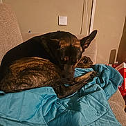 Stella is registered to the contest to win money with this photo: animal, black, blanket, brown, calm, couch, dog, domestic, ear, fur, furniture, home, indoor, one_animal, pet, quiet, quilt, relaxed, resting, sleeping