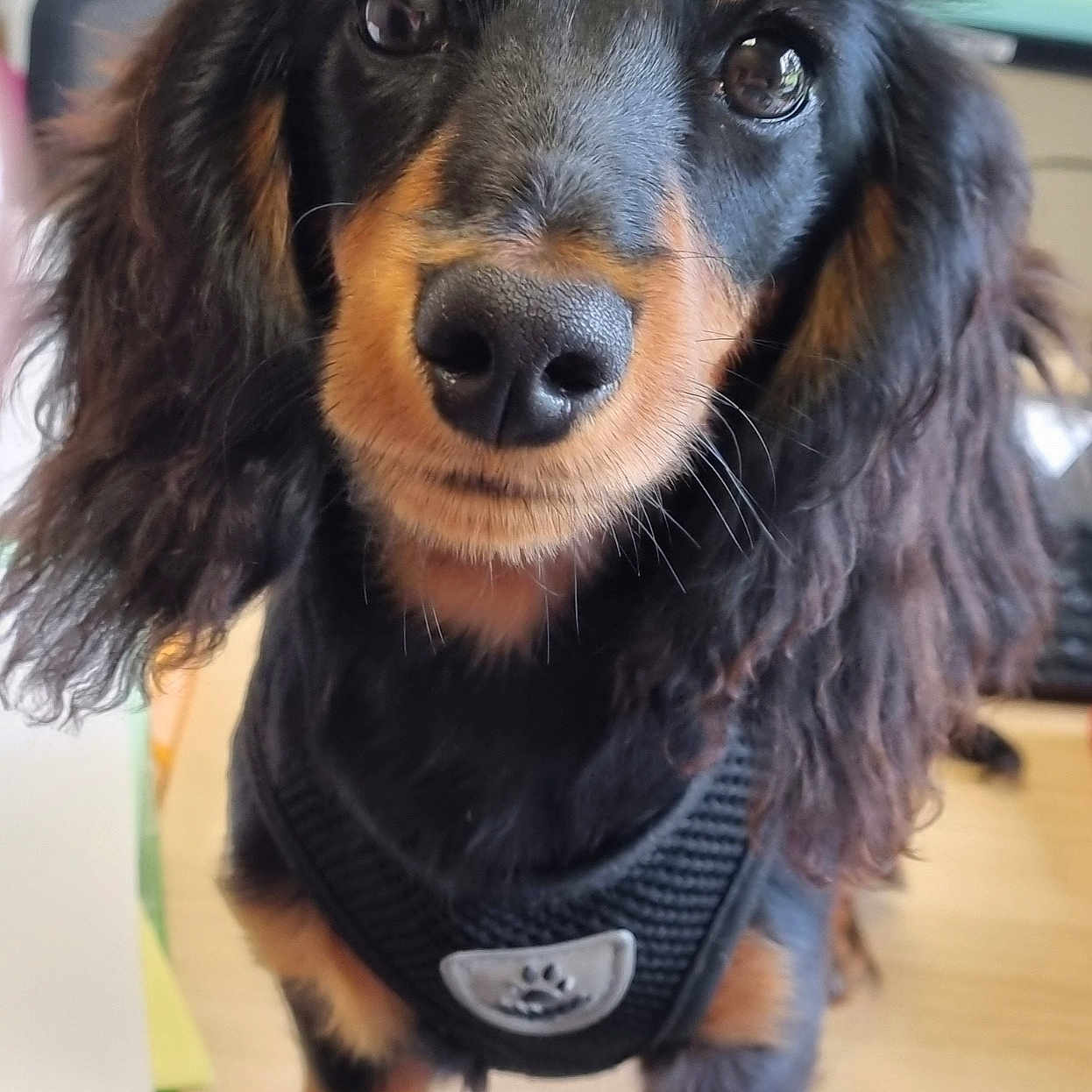 Arya participe au concours pour gagner de l'argent avec cette photo : animal, black_and_tan, blurred_background, close_up, cute, dachshund, dog, ears, eyes, face, fur, harness, indoors, long_hair, nose, office, pet, standing, whiskers, wooden_surface