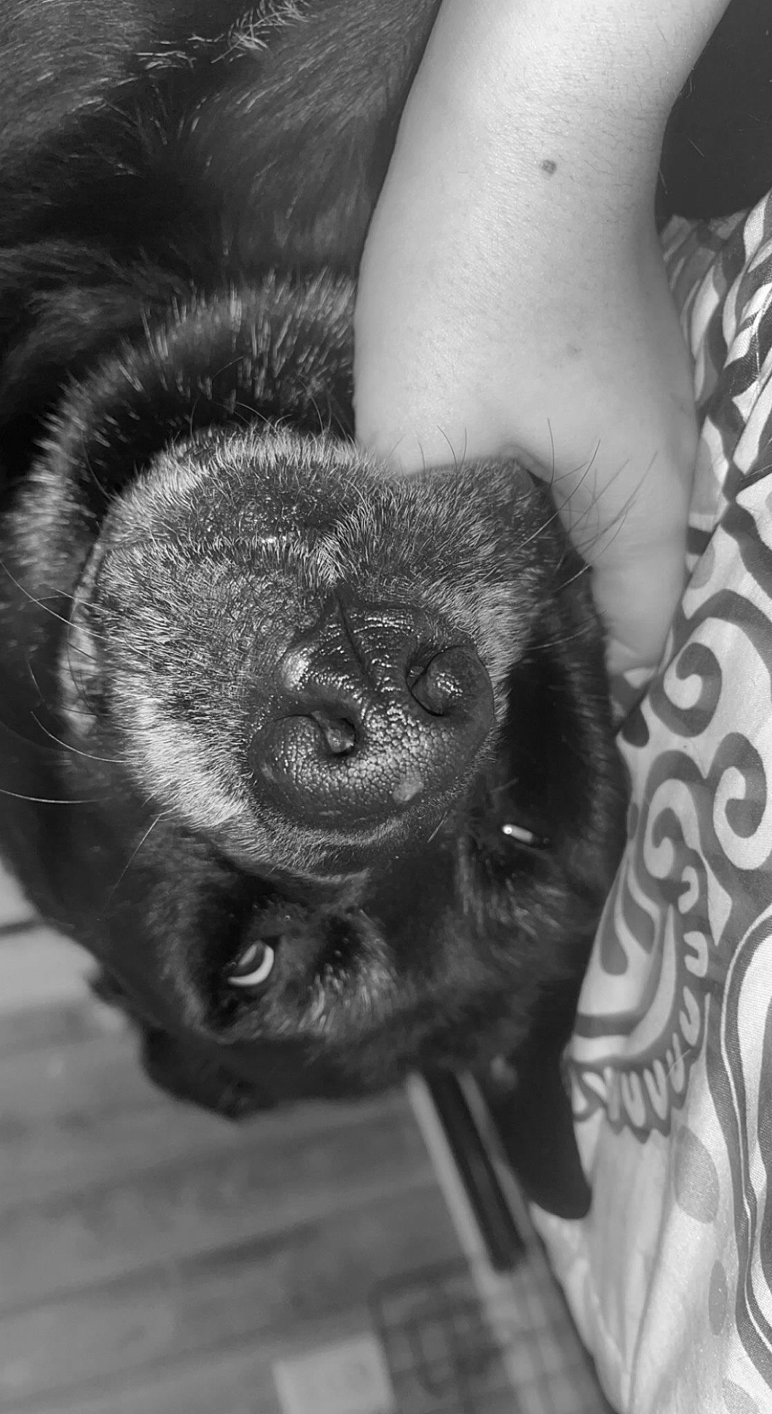 Kimmy is registered to the contest to win money with this photo: black, dog_breed, eye, foot, fur, gesture, hair, hand, head, human_body, leg, monochrome, monochrome_photography, primate, snout, sporting_group, style, terrestrial_animal, whiskers, wrinkle